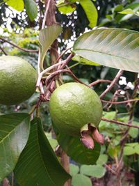 Close-up of fruits growing on tree