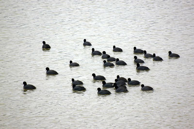 Birds perching on swimming in water