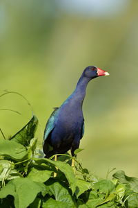 Close-up of bird perching on plant