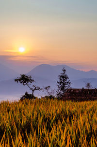 Scenic view of field against sky during sunset