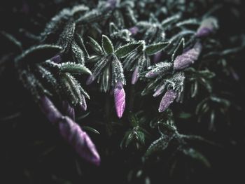 Close-up of purple flowers