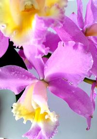 Close-up of pink iris flower