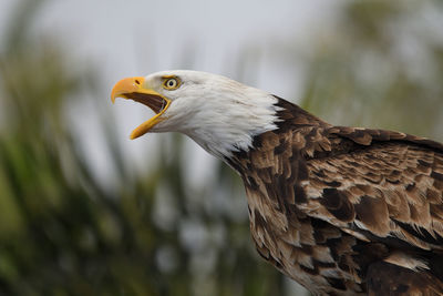 Close-up of eagle