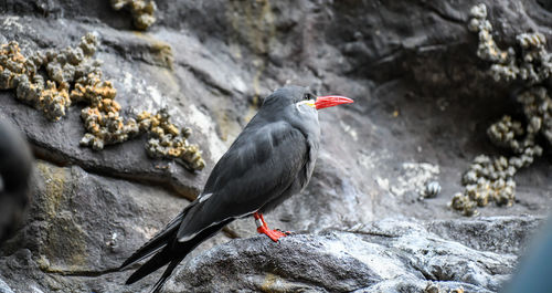 Close-up of bird perching on rock