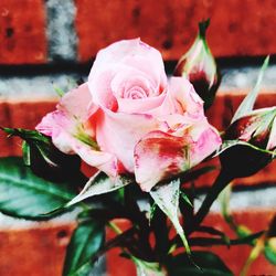 Close-up of pink rose blooming outdoors