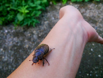 Cropped image of hand holding beetle at field