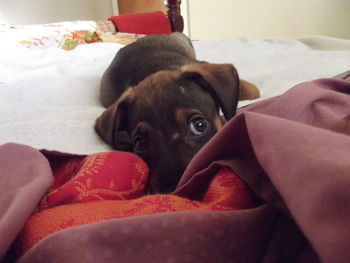 Dog relaxing on bed