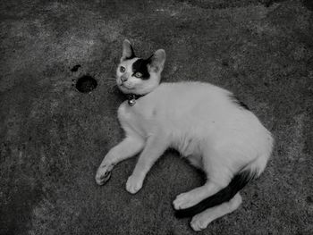 High angle view of cat lying down on floor