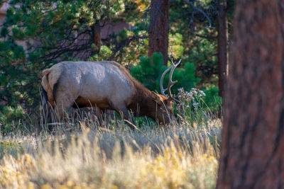 Side view of an animal on field