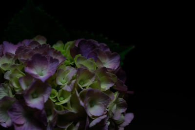 Close-up of purple flowers blooming at night