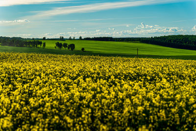 Rapeseed Field