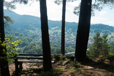 Scenic view of forest
