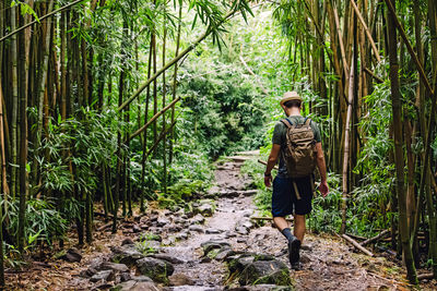 Man with a backpack walking through the bamboo forest. exploring, travel, outdoor adventure