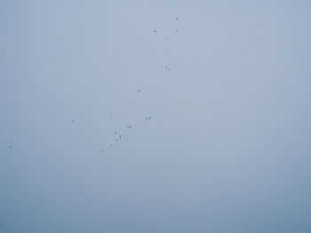 Low angle view of birds flying against blue sky