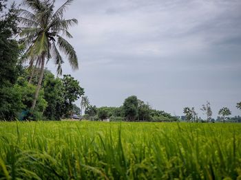 Scenic view of agricultural field against sky