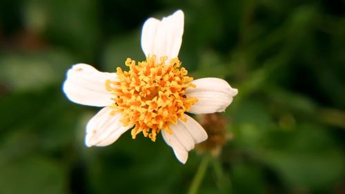 Close-up of white flower