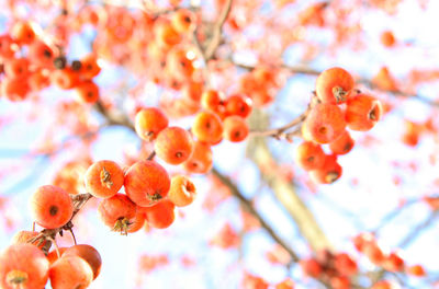 Low angle view of berries on tree