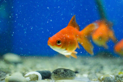 Goldfish in the tank
