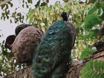 View of peacock perching on plant