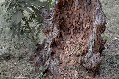 Close-up of tree trunk