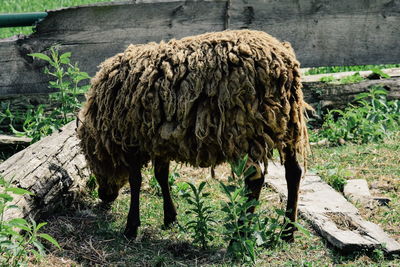 View of a horse on field