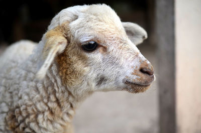 Close up head of sheep on blurred background