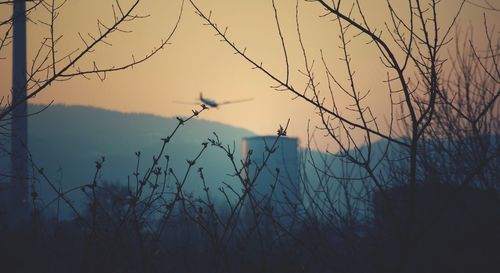 Bare trees against sky at sunset