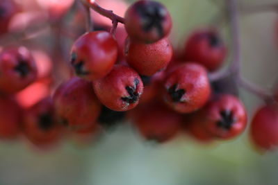 Close-up of red berry fruits