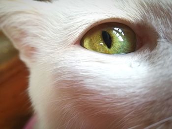 Close-up portrait of cat