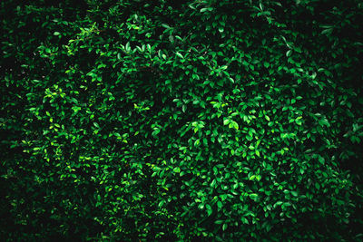 Full frame shot of trees in forest