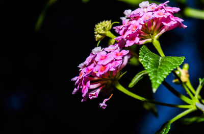 Close-up of pink flowers blooming outdoors