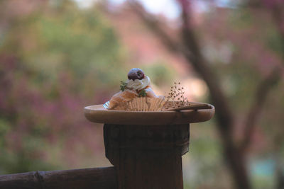 Close-up of bird perching on wooden post