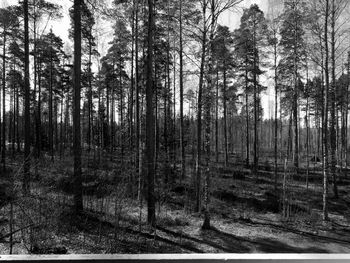 Trees in forest