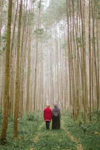 Trees in forest