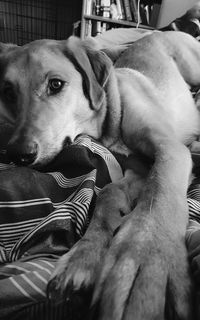 Close-up of dog relaxing