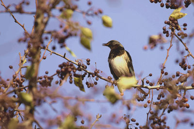 Low angle view of bird perching on branch against sky