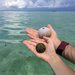 Hand holding leaf over sea against sky
