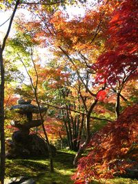 Trees in forest