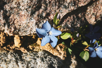 Close-up of purple flowering plant on rock