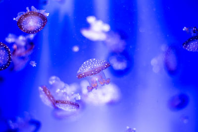 Close-up of jellyfish swimming in sea