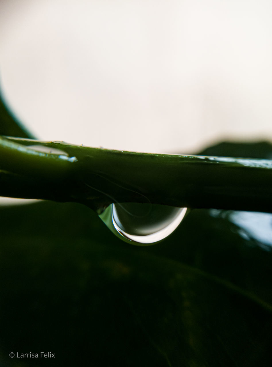 CLOSE-UP OF WATER DROPS ON GREEN LEAF