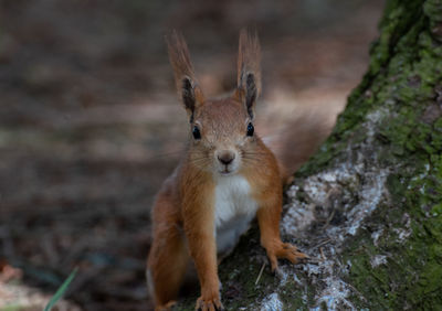 Close-up portrait of a squirrel