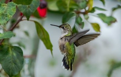 hummingbird