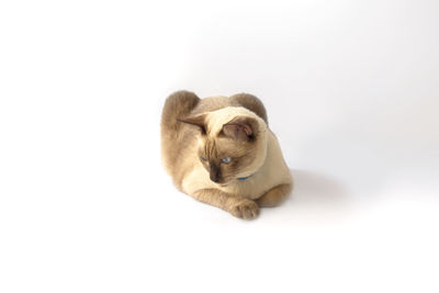 Close-up of a cat over white background