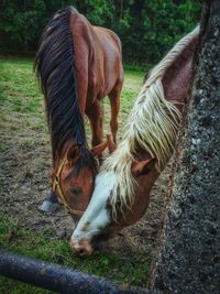 Horses grazing on field