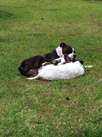 Dog relaxing on field