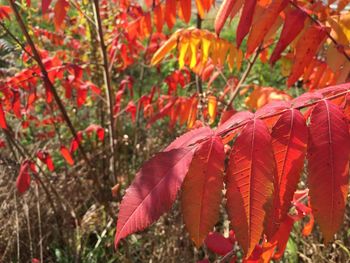 Close-up of red maple leaves on tree