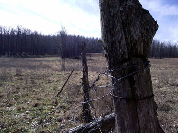 View of tree trunks on field against sky