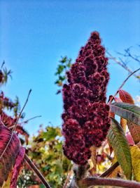 Low angle view of plants against clear sky