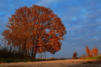 Trees on road against sky during autumn